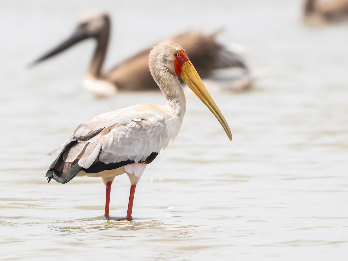 Yellow-billed Stork - ML638454023