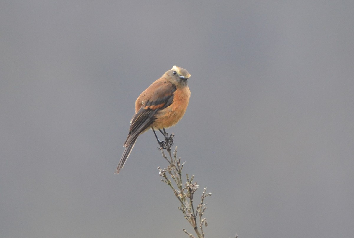 Brown-backed Chat-Tyrant - ML638454035