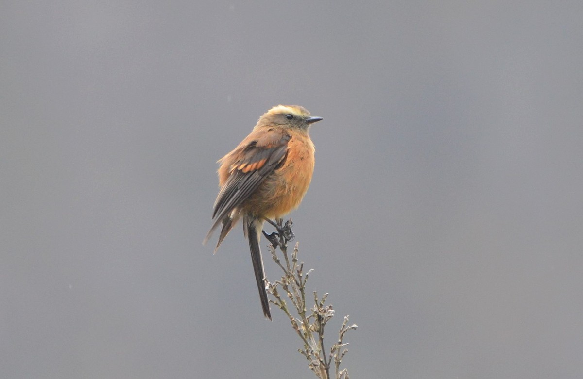 Brown-backed Chat-Tyrant - ML638454036