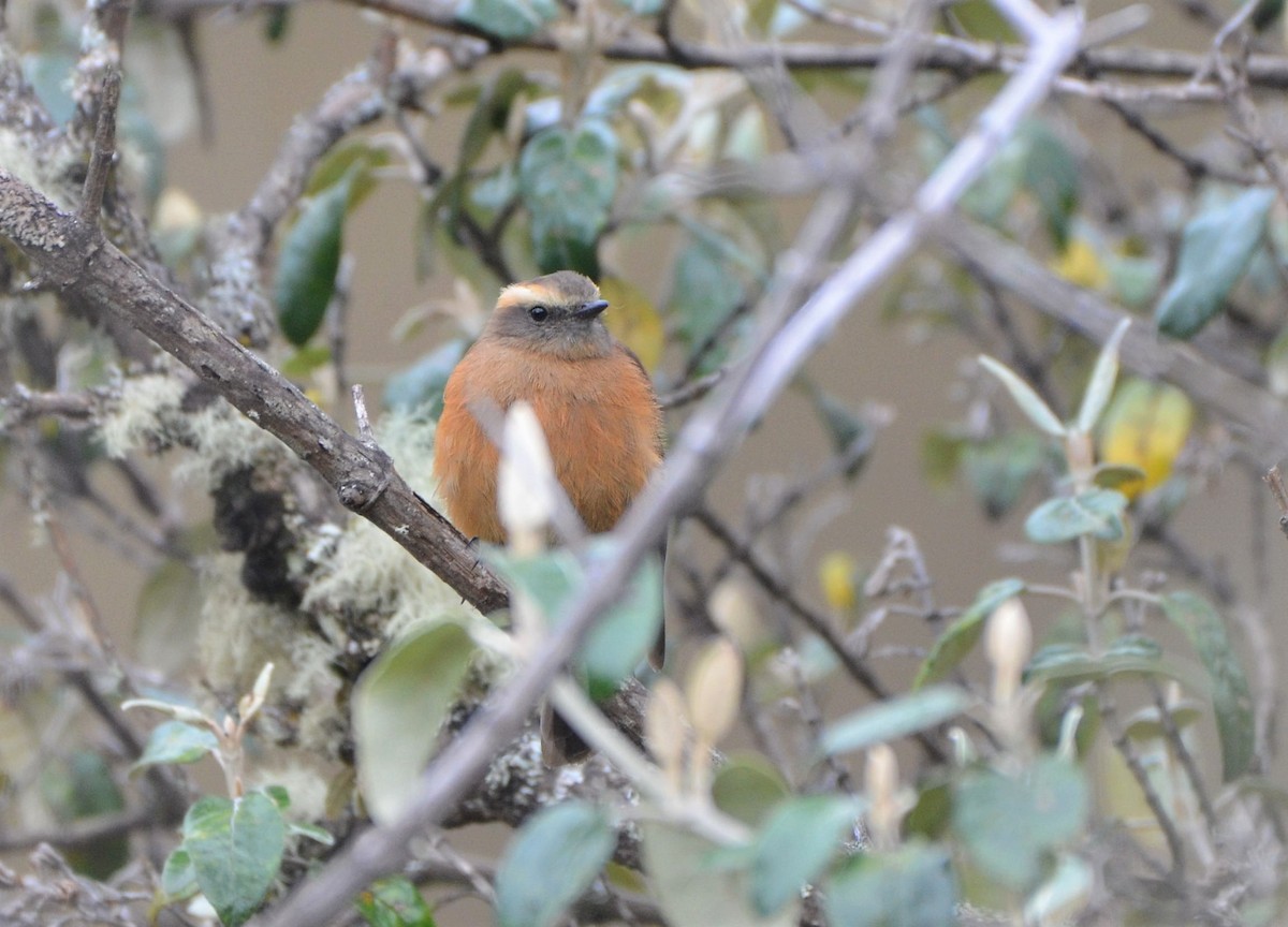 Brown-backed Chat-Tyrant - ML638454037