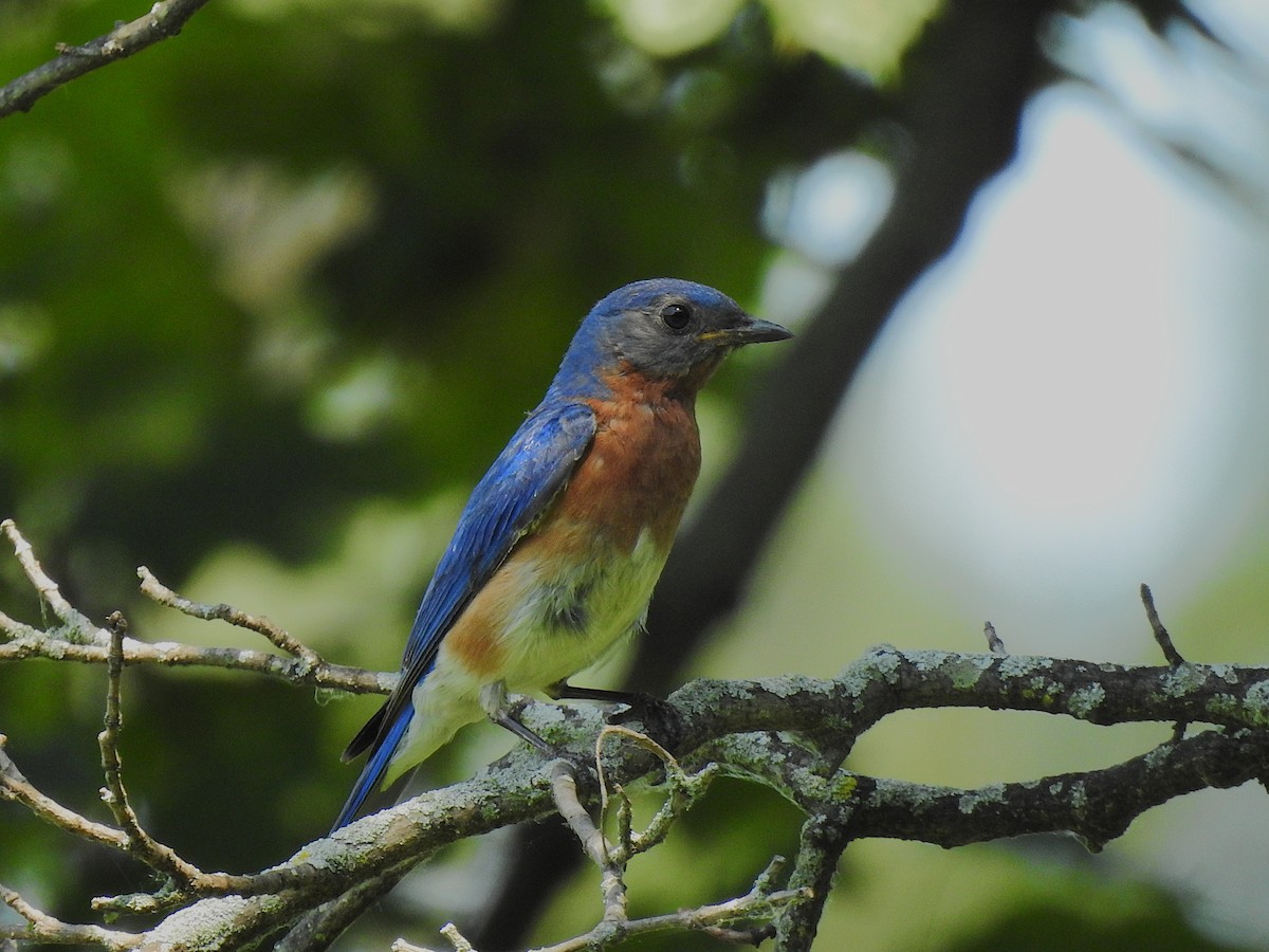Eastern Bluebird - ML638454061