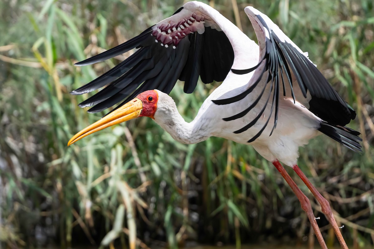 Yellow-billed Stork - ML638454099