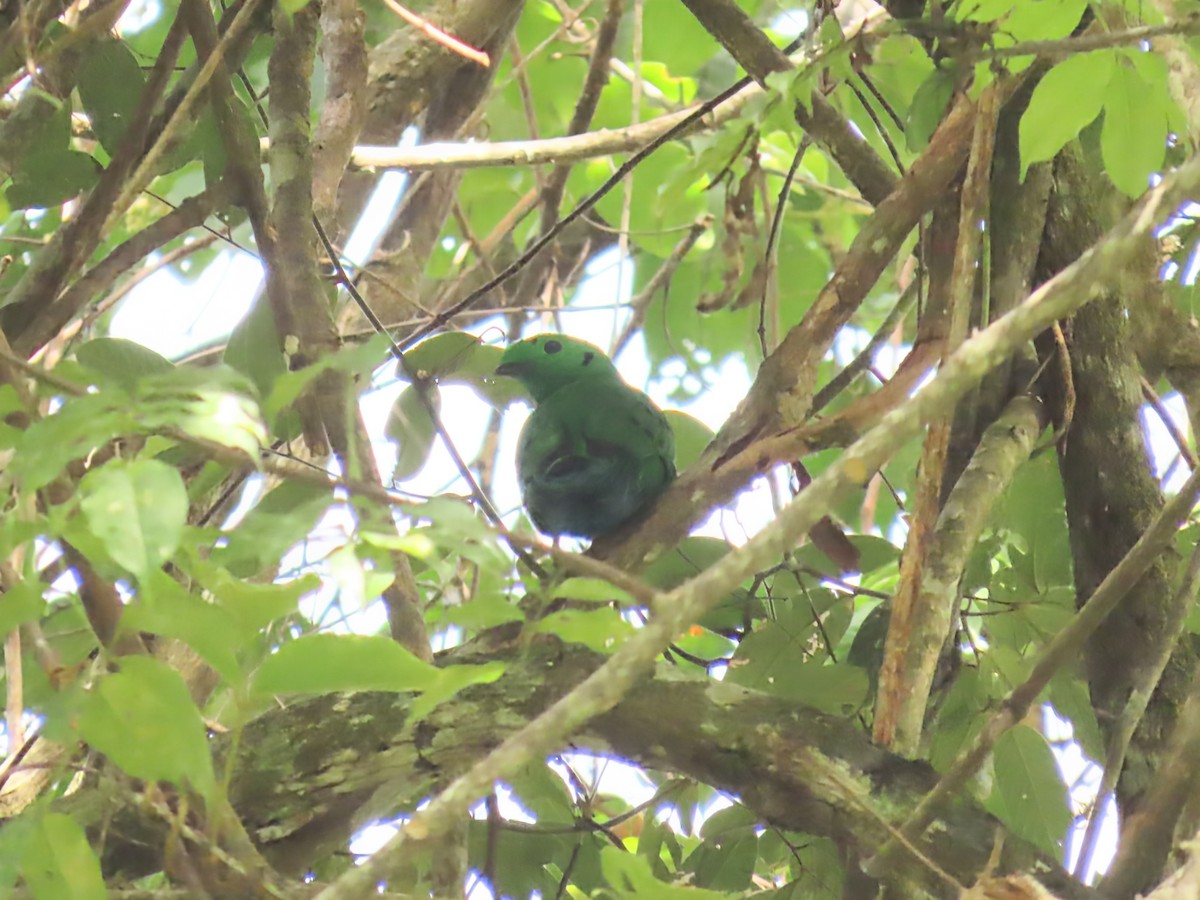 Hose's Broadbill - ML638454167