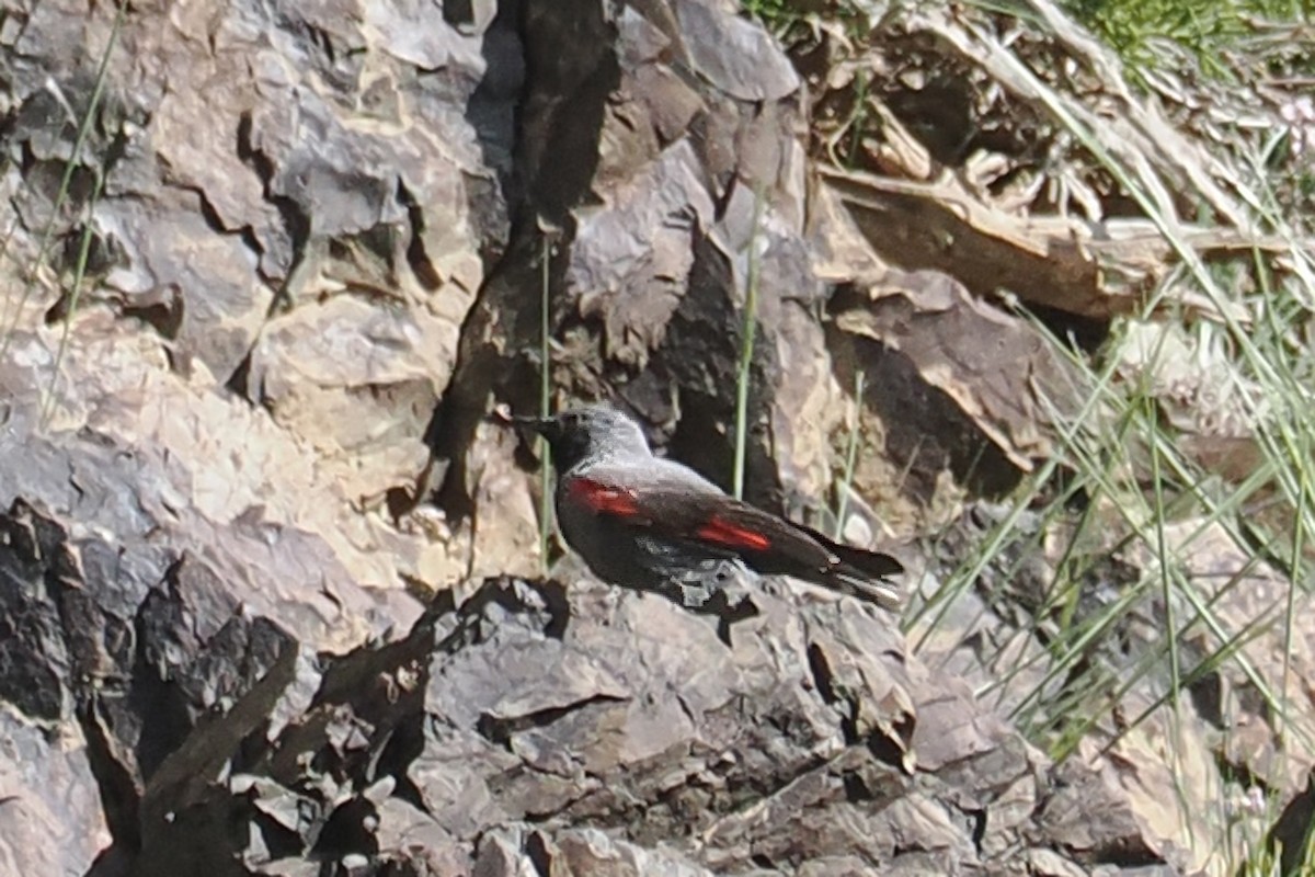 Wallcreeper - ML638454173