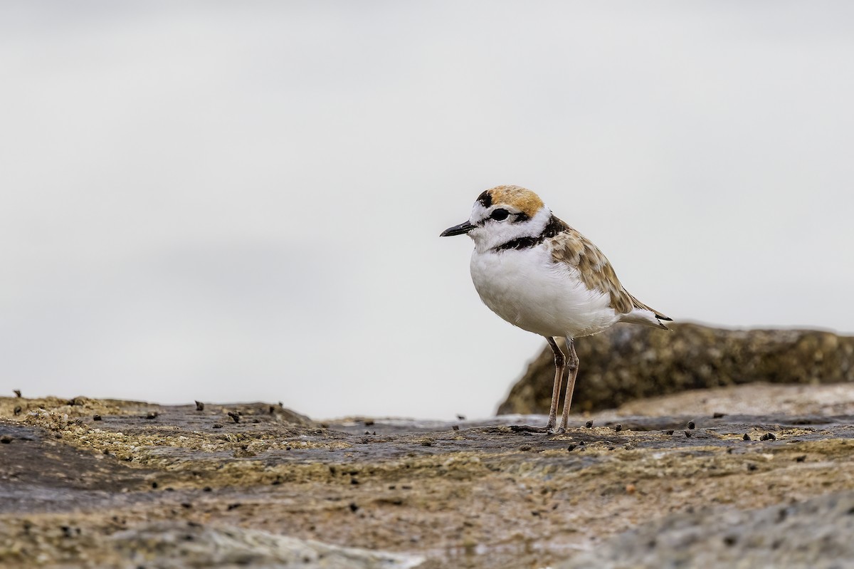 Malaysian Plover - ML638454184
