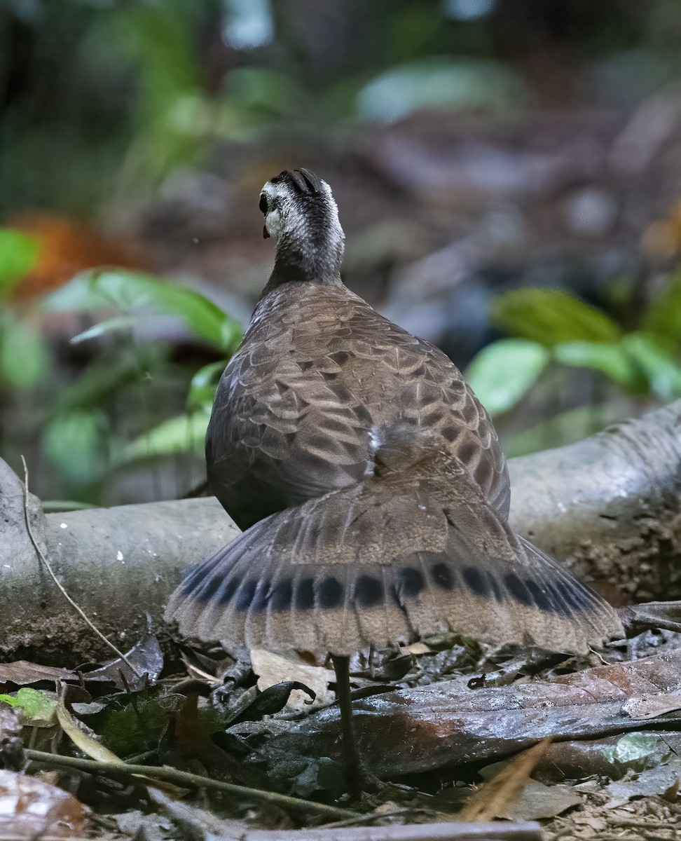 Palawanpfaufasan - ML638454199