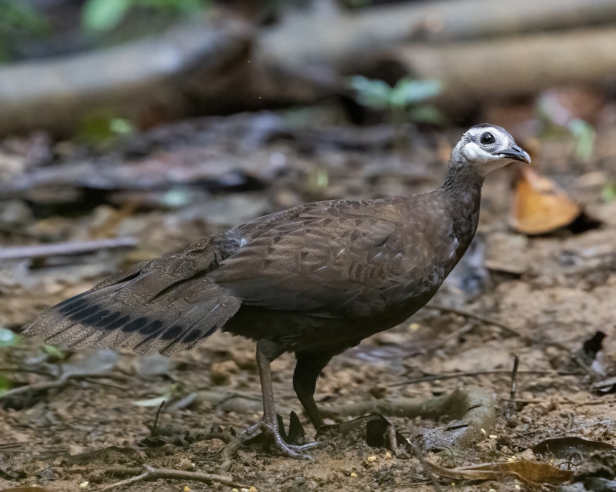 Palawanpfaufasan - ML638454202
