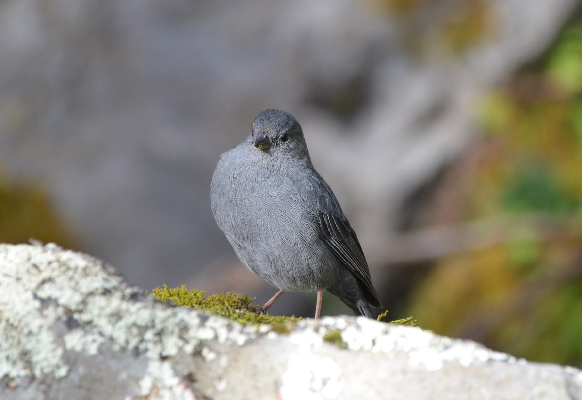 Plumbeous Sierra Finch - ML638454230