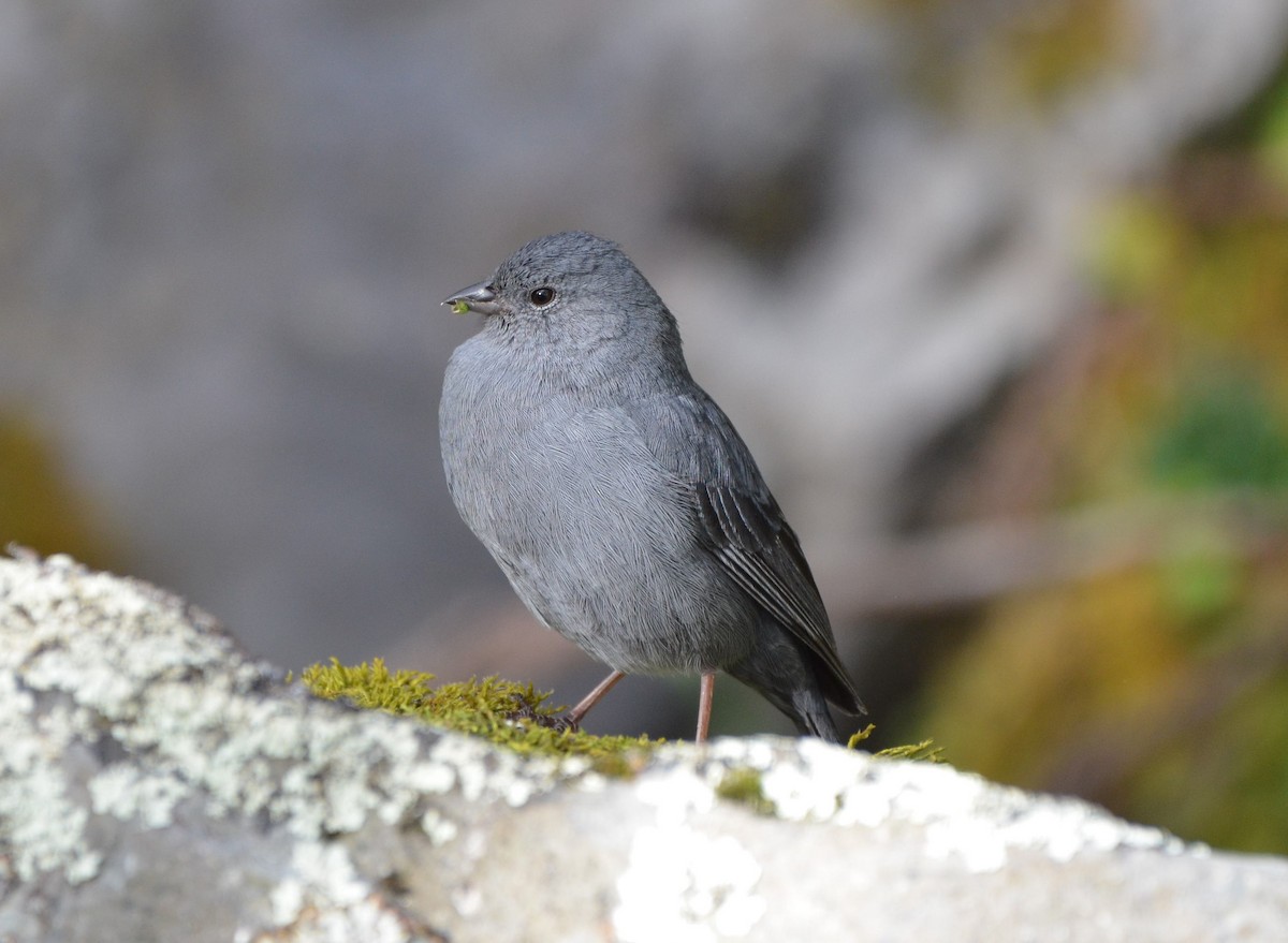 Plumbeous Sierra Finch - ML638454231