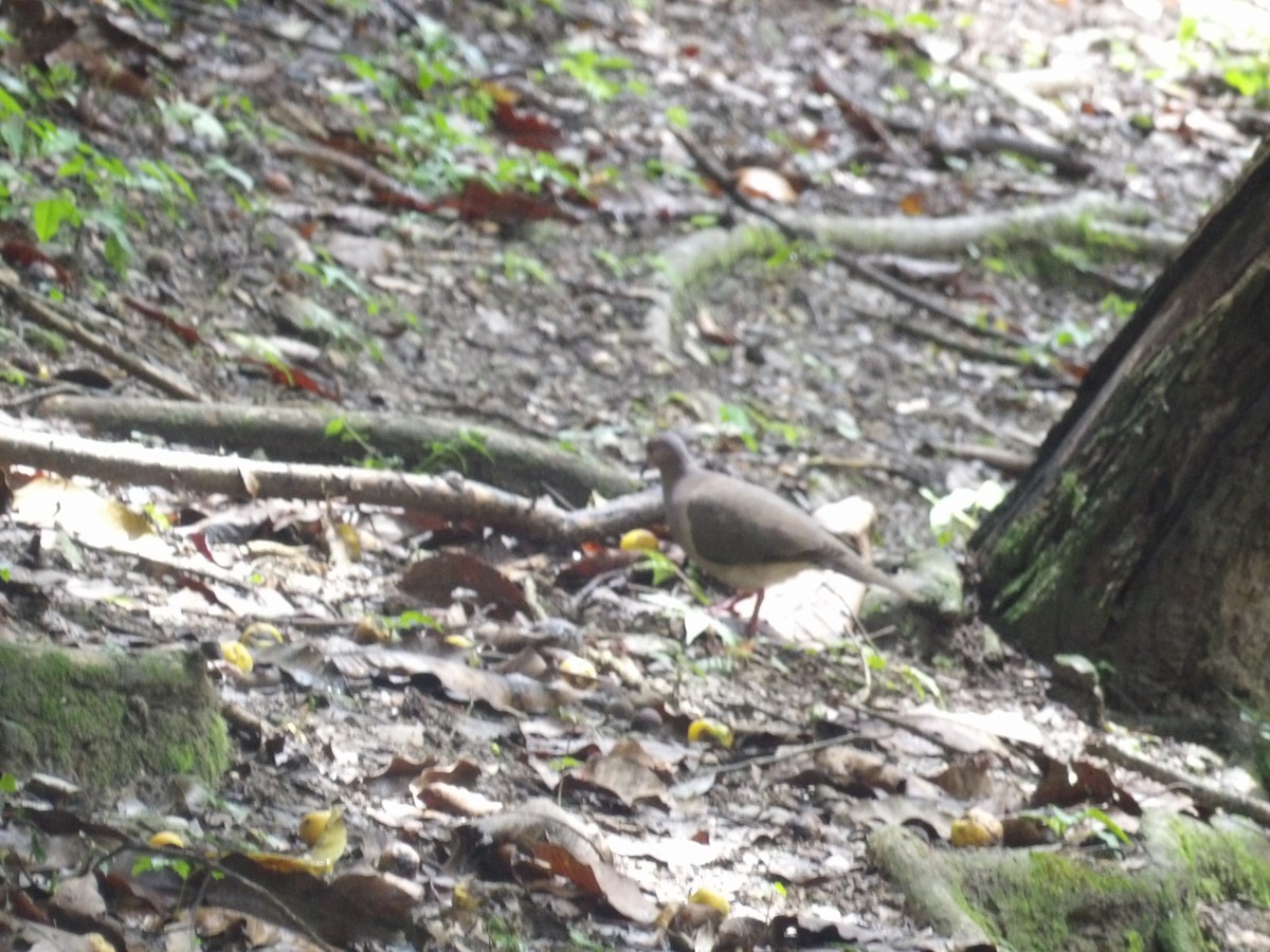 White-tipped Dove (White-tipped) - ML638454280