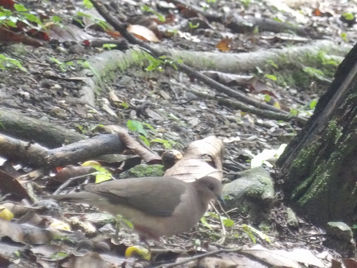 White-tipped Dove (White-tipped) - ML638454284