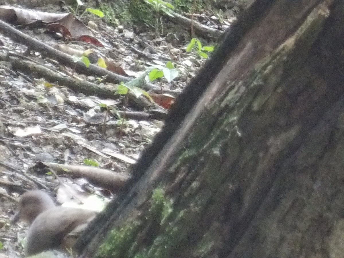 White-tipped Dove (White-tipped) - ML638454285