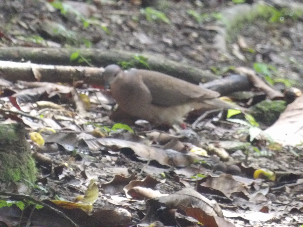 White-tipped Dove (White-tipped) - ML638454286