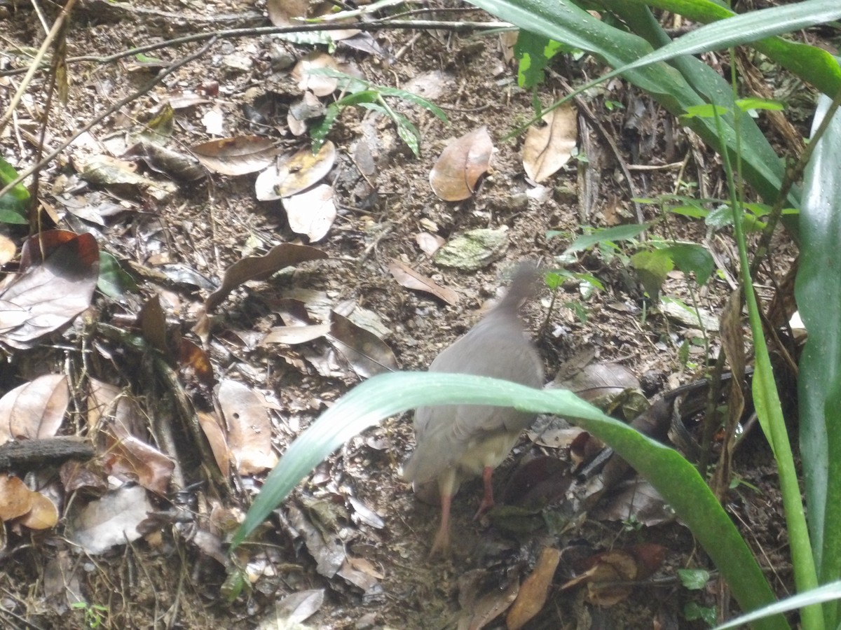 White-tipped Dove (White-tipped) - ML638454291