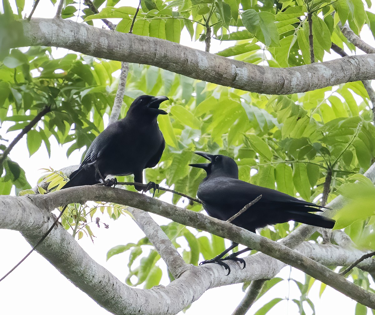 Palawan Crow - ML638454310