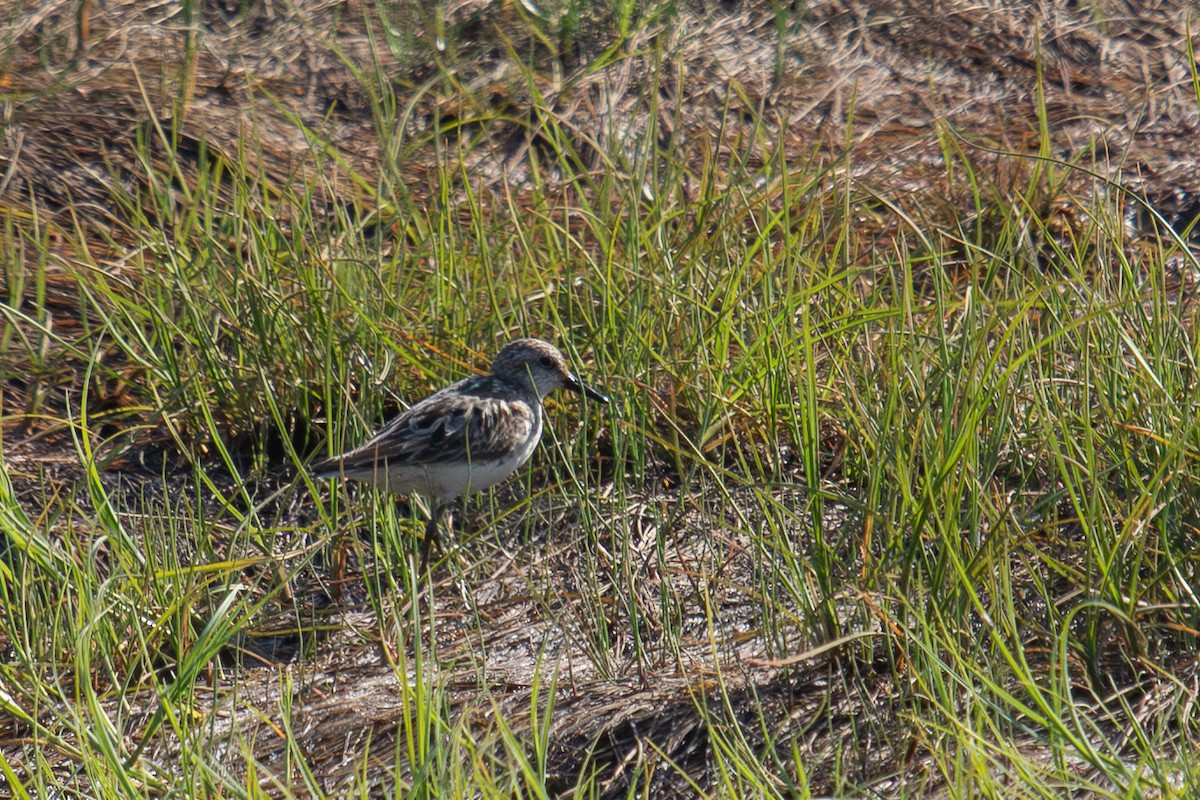 Semipalmated Sandpiper - ML638454342