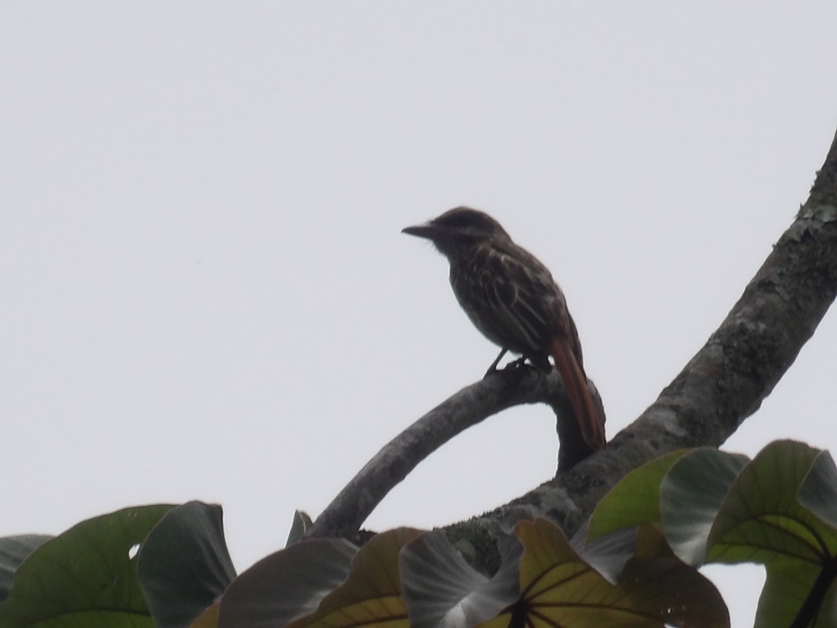 Streaked Flycatcher (Northern) - ML638454372