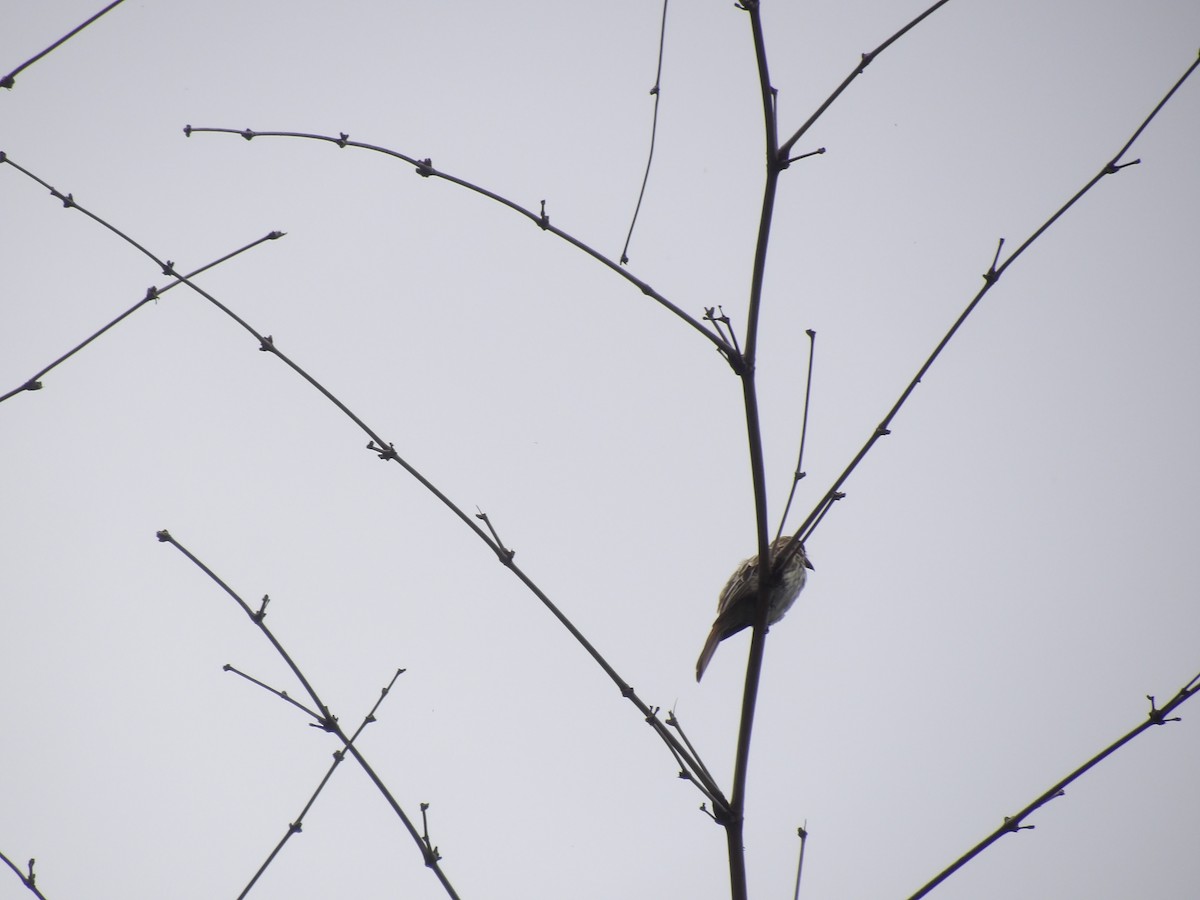 Streaked Flycatcher (Northern) - ML638454388