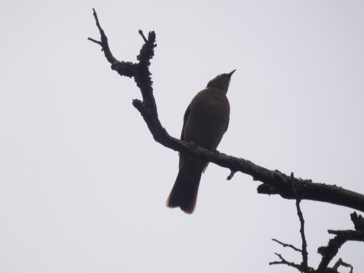 Spectacled Thrush - ML638454395