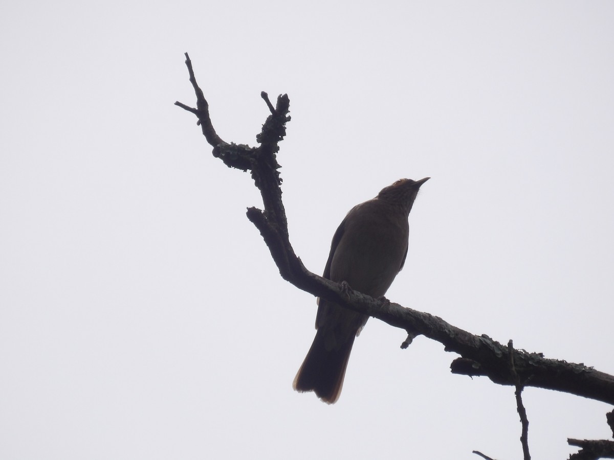 Spectacled Thrush - ML638454414