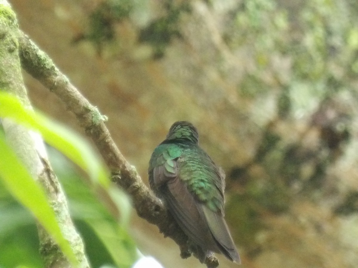 White-vented Plumeleteer (White-vented) - ML638454439