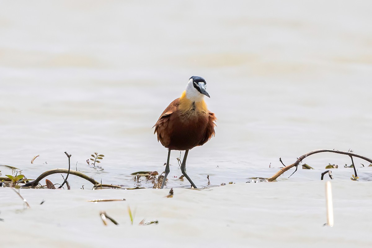 African Jacana - ML638454473