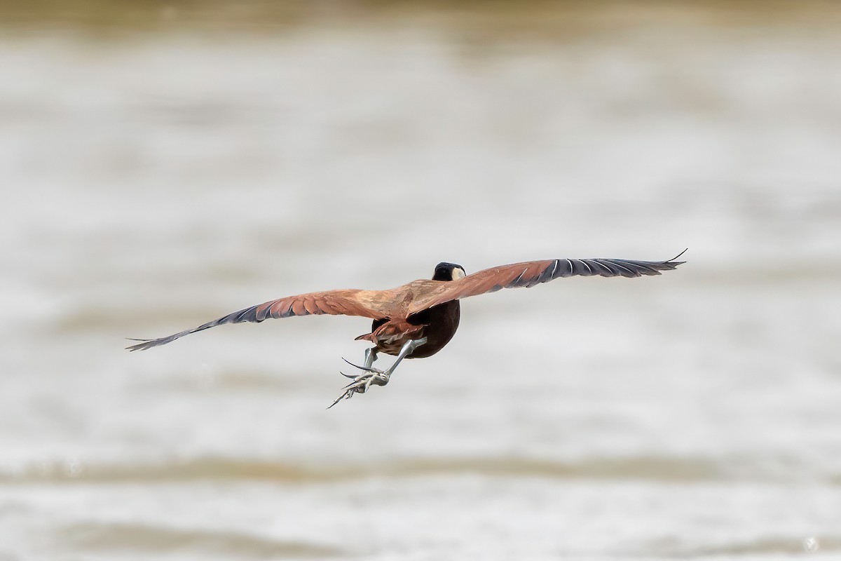 African Jacana - ML638454474