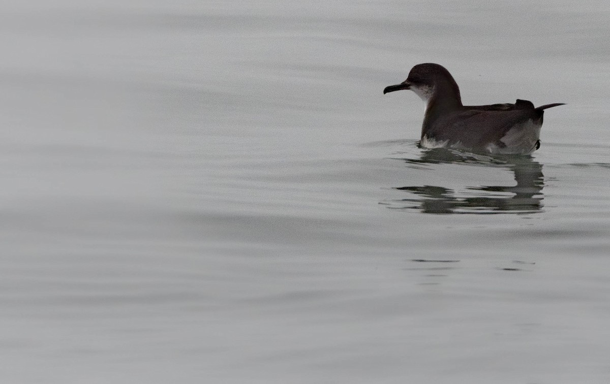 Manx Shearwater - ML638454497