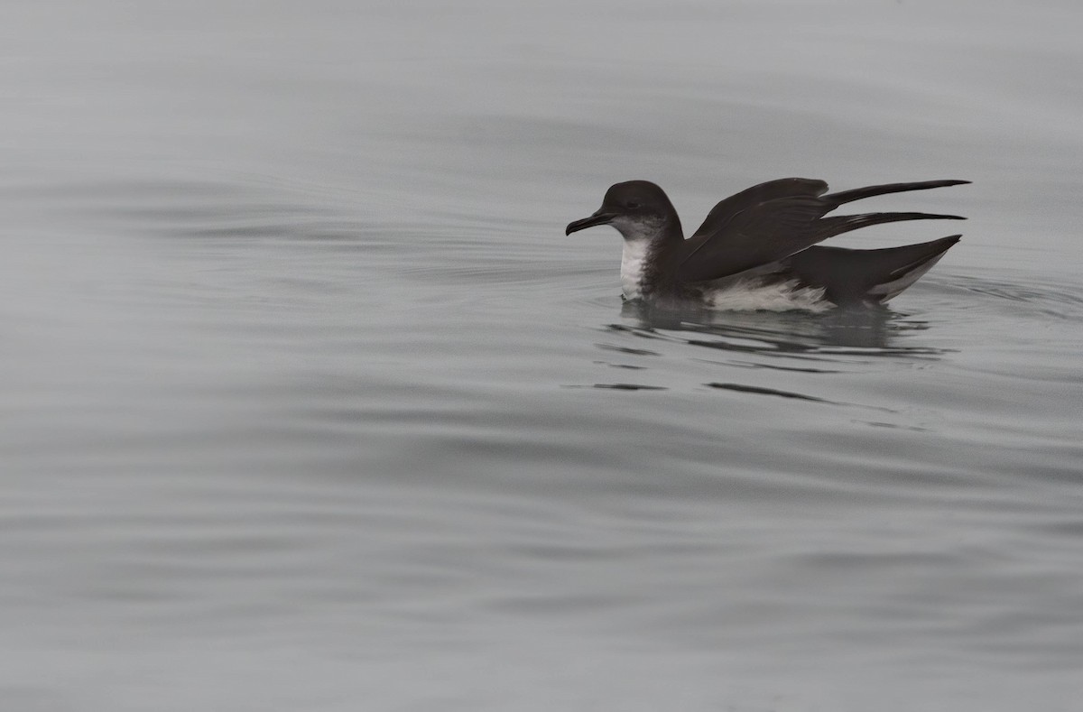 Manx Shearwater - ML638454498