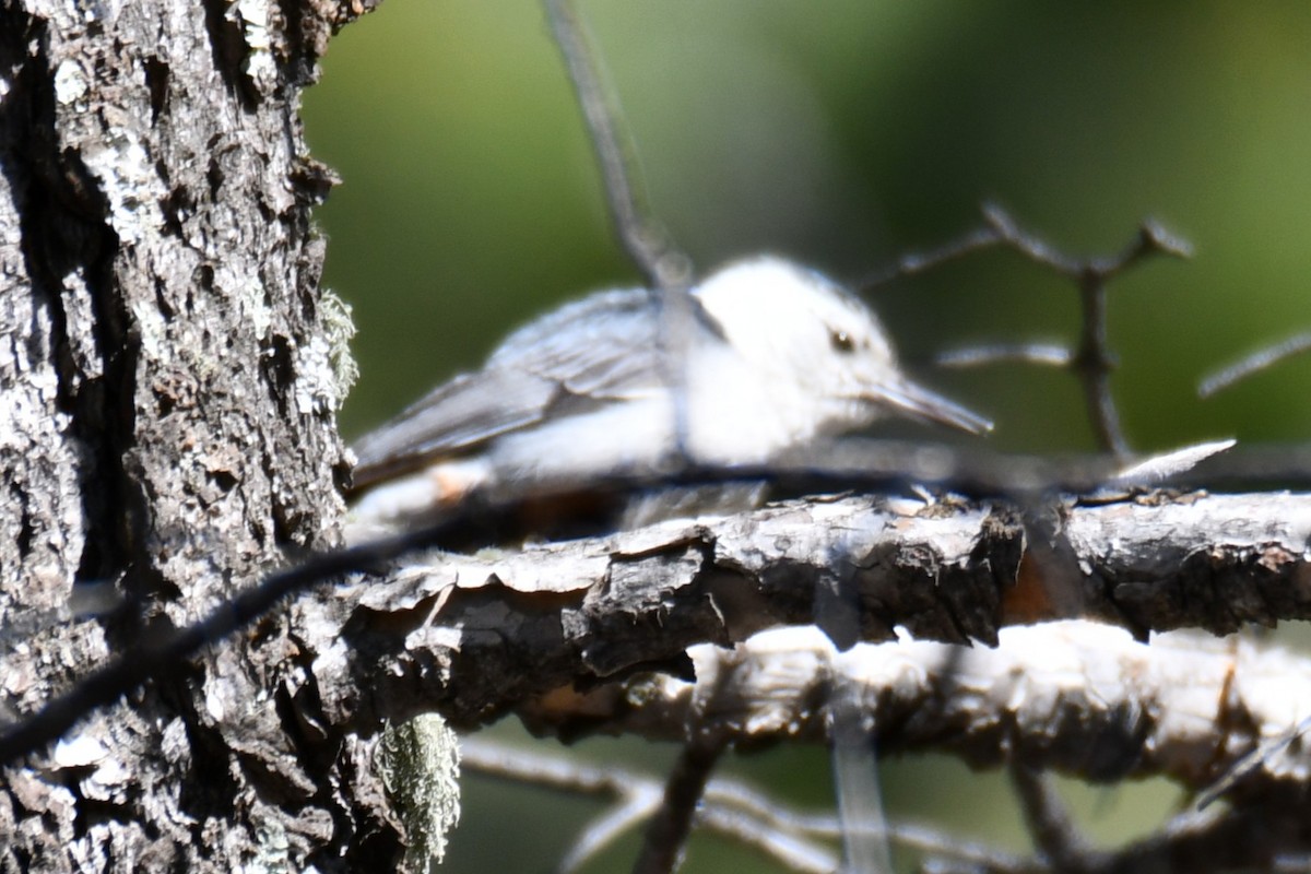 White-breasted Nuthatch - ML638454547