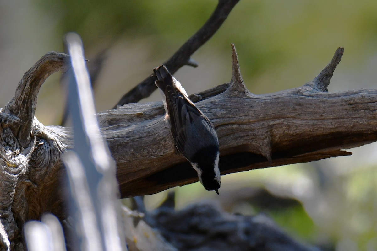 White-breasted Nuthatch - ML638454548