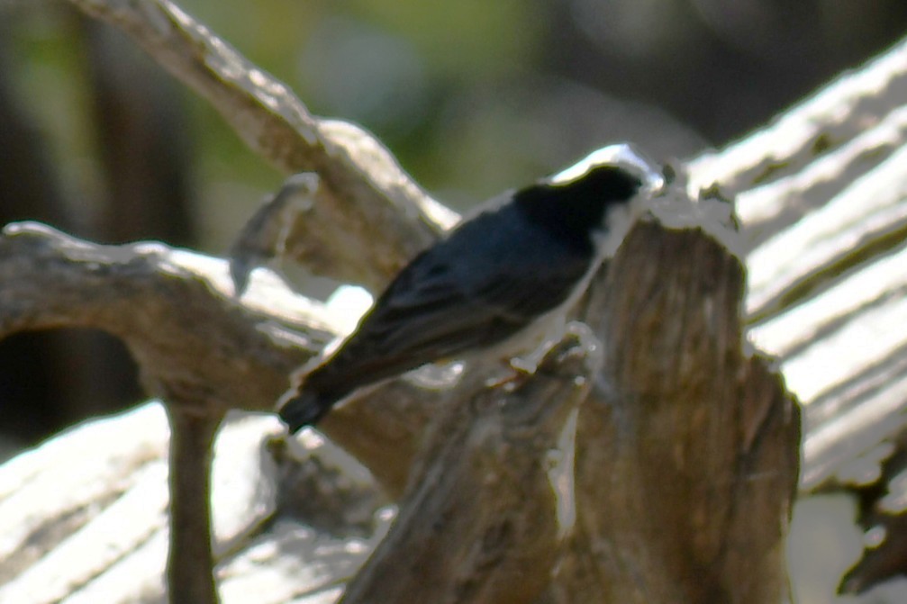 White-breasted Nuthatch - ML638454549