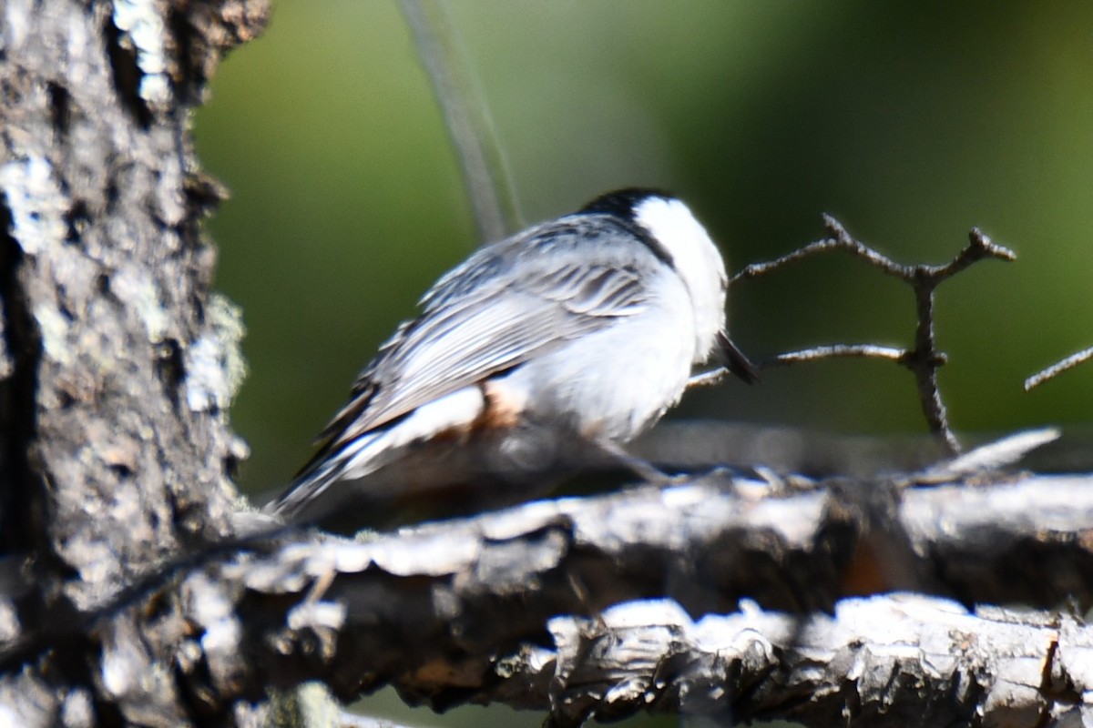 White-breasted Nuthatch - ML638454550