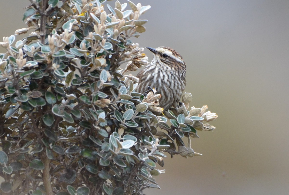 Andean Tit-Spinetail - ML638454554