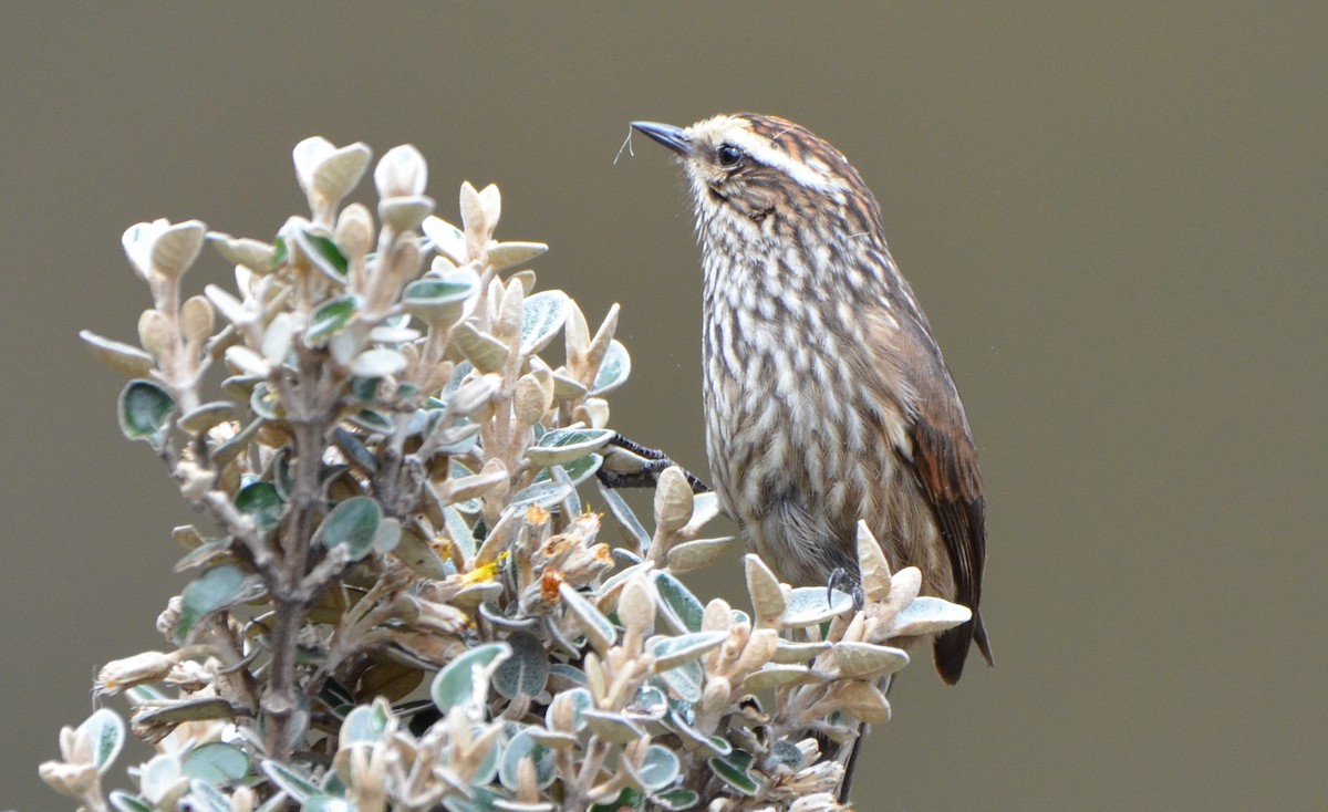Andean Tit-Spinetail - ML638454555