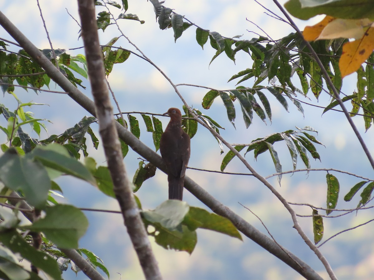 Little Cuckoo-Dove - ML638454556