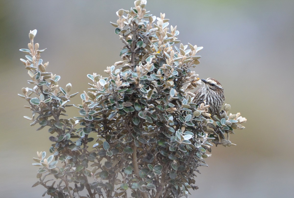 Andean Tit-Spinetail - ML638454557