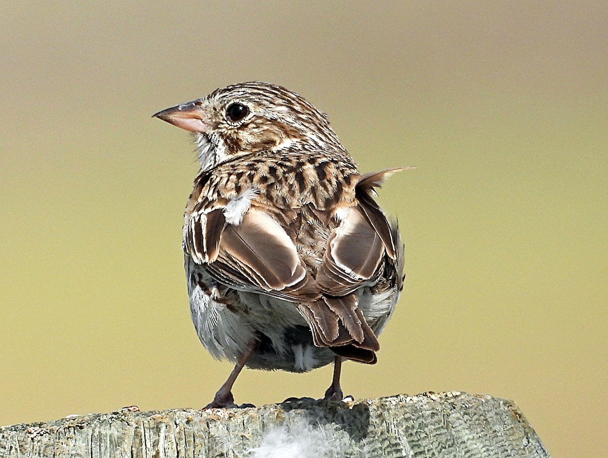 Vesper Sparrow - ML638454571