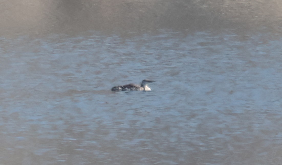 Common Loon - ML638454590