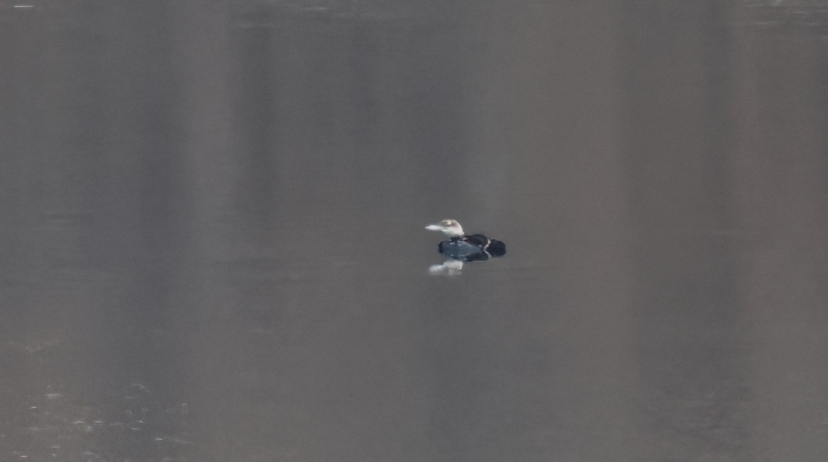 Common Loon - ML638454591