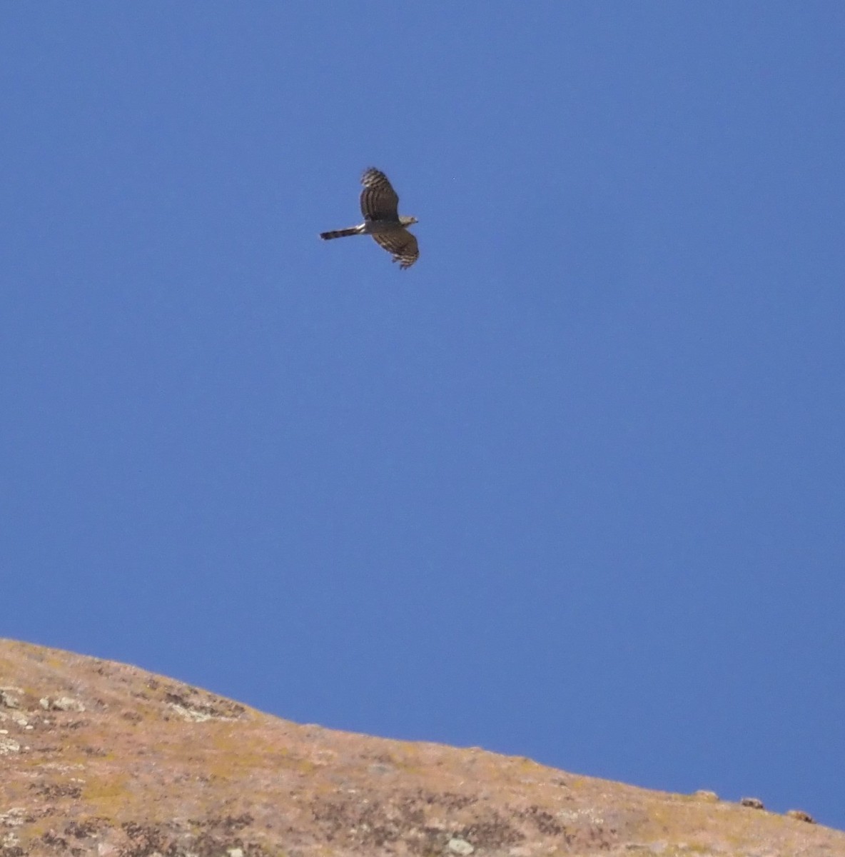 Cooper's Hawk - ML638454593