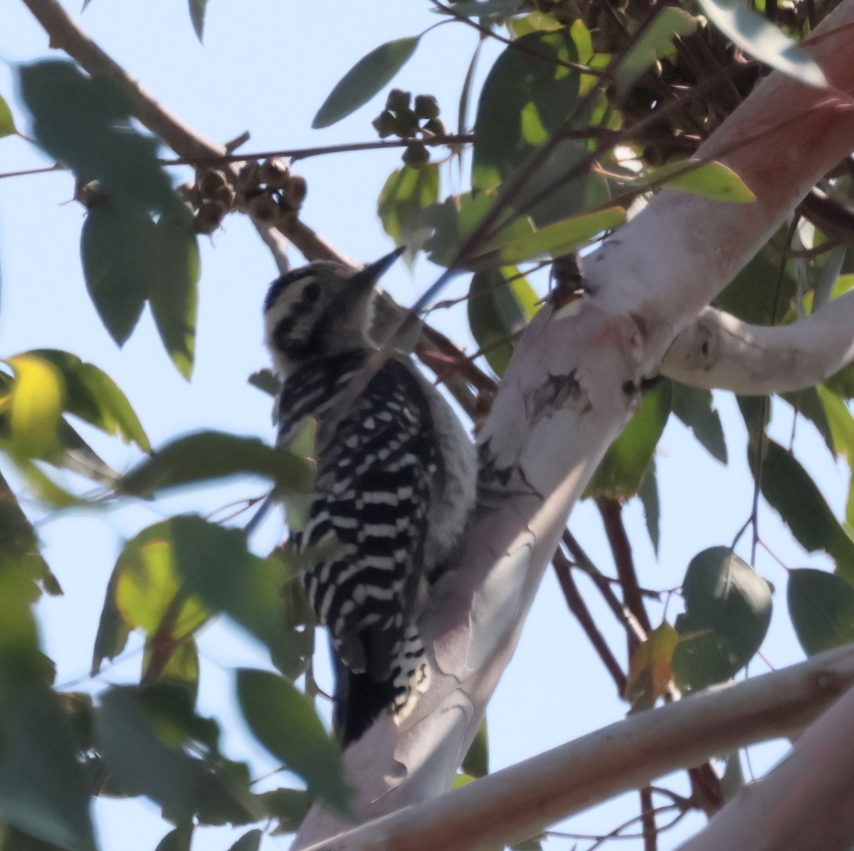Ladder-backed Woodpecker - ML638454596