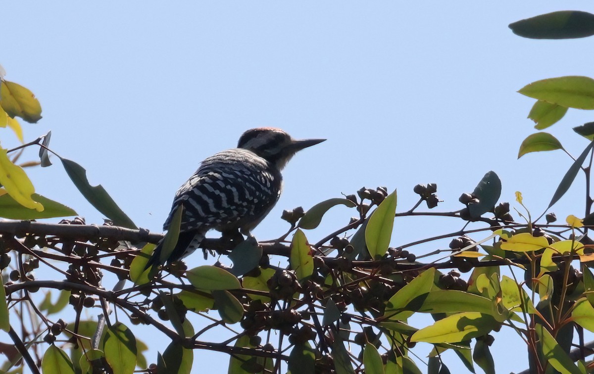 Ladder-backed Woodpecker - ML638454597