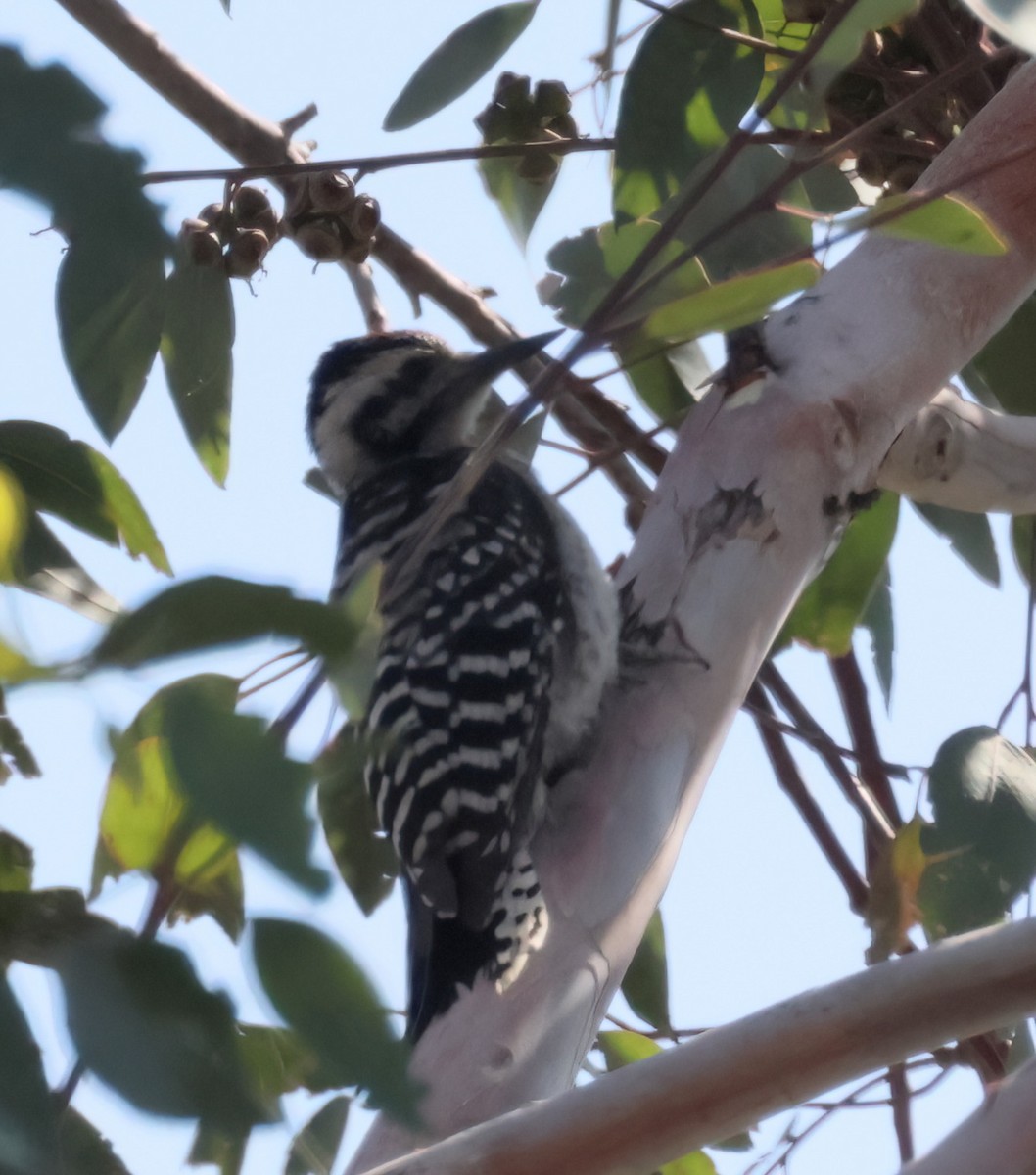 Ladder-backed Woodpecker - ML638454598