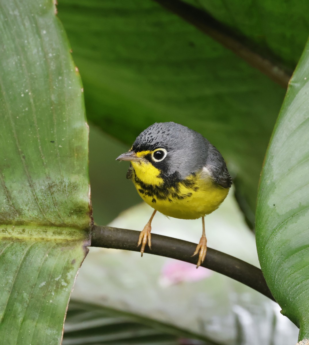 Canada Warbler - ML638454624
