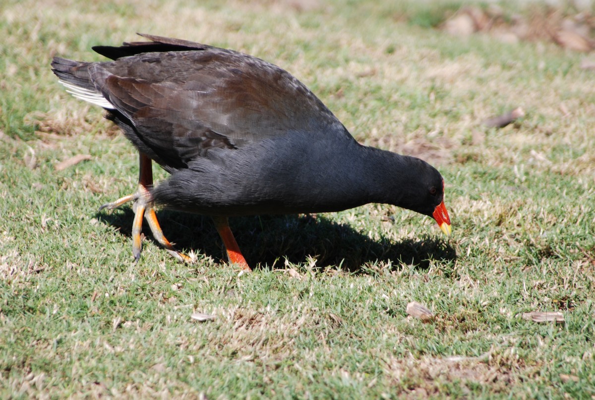 Dusky Moorhen - ML638454634