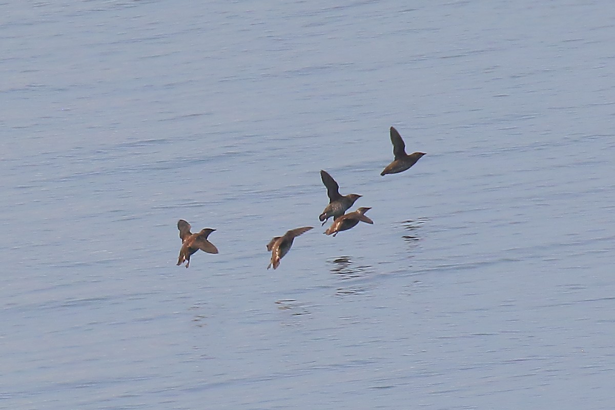 Marbled Murrelet - ML638454664