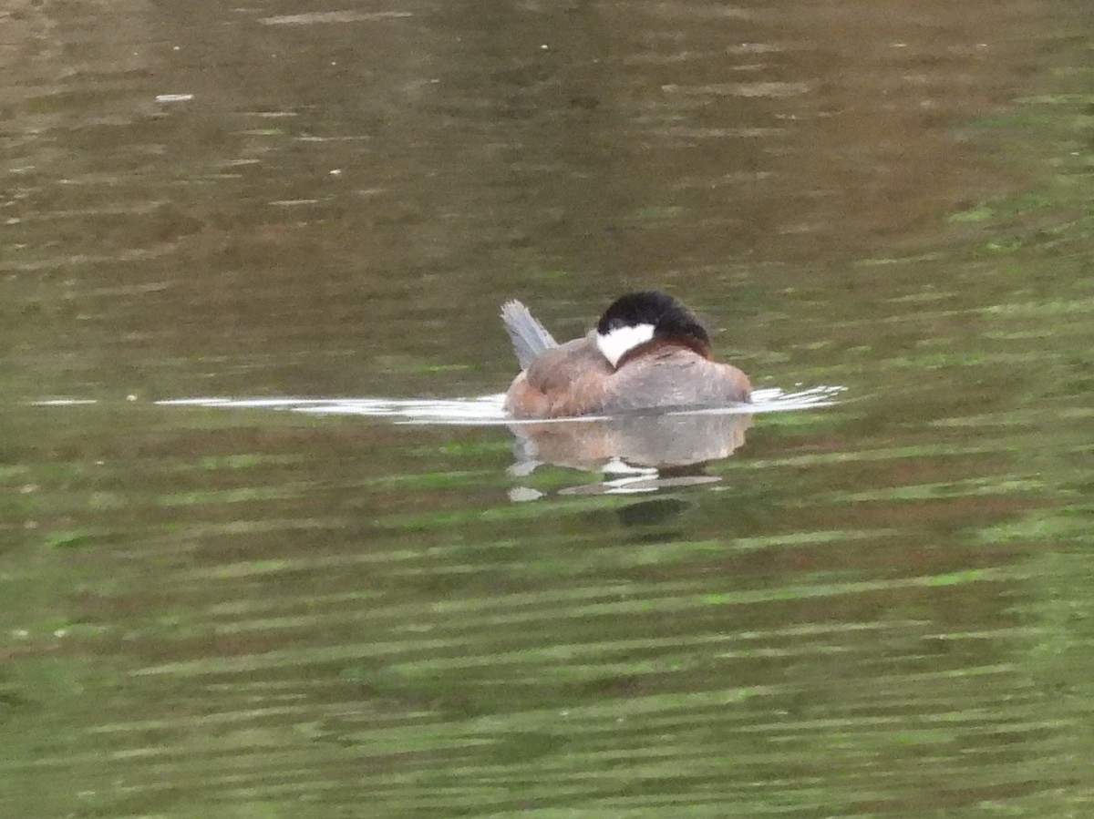 Ruddy Duck - ML638454676