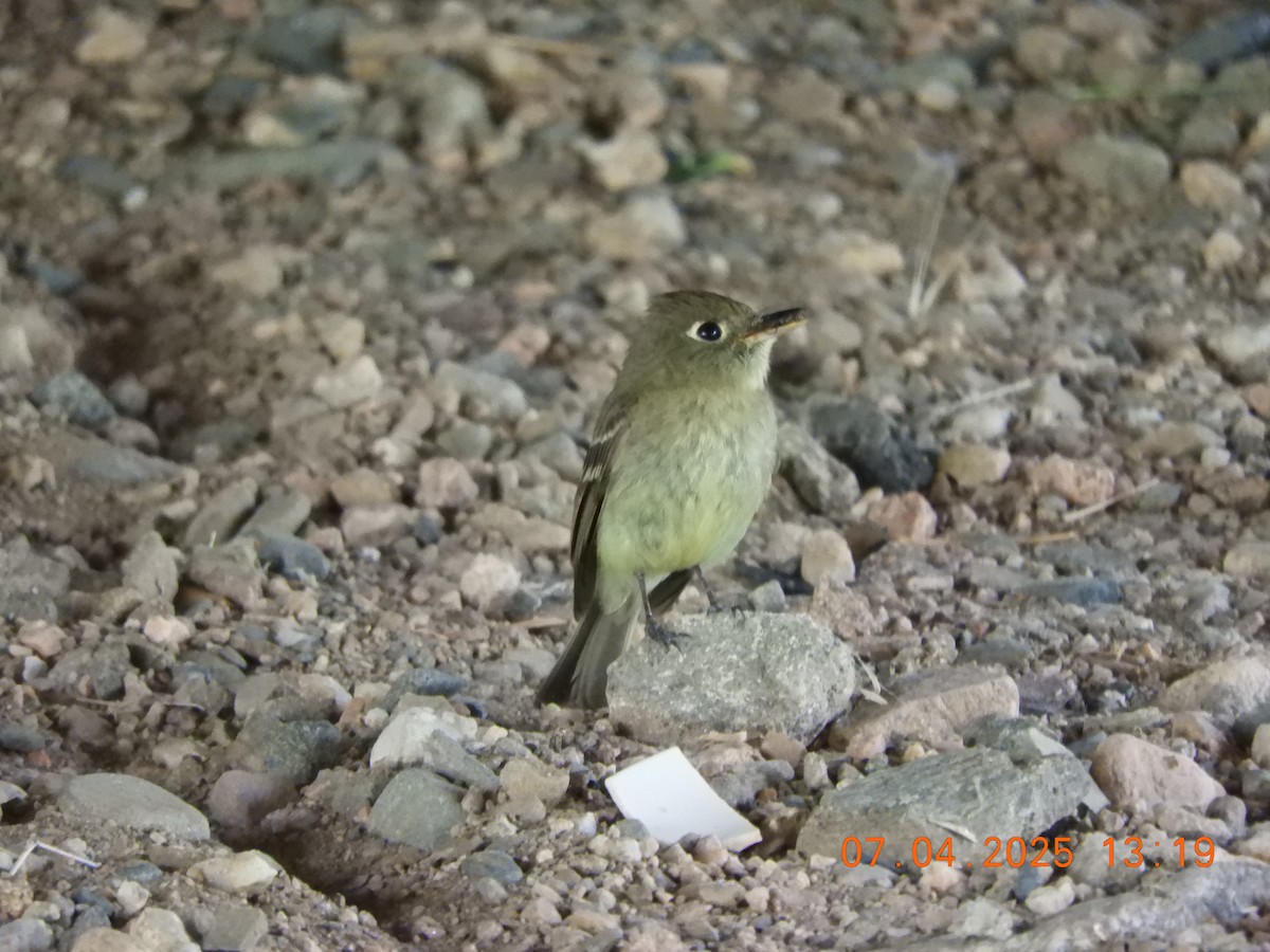 Western Flycatcher (Cordilleran) - ML638454678