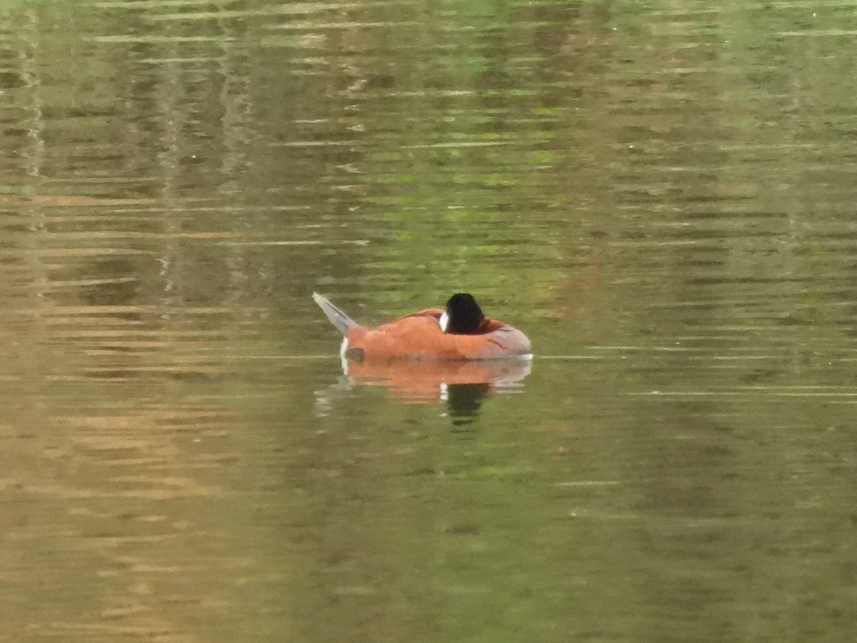 Ruddy Duck - ML638454686